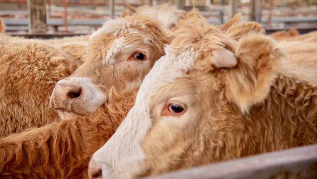 Latest results from Waterford's Dungarvan Mart