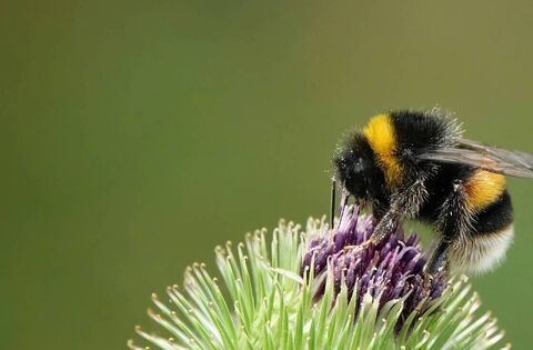 Green Fingers: There is a buzz about bees