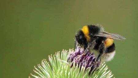 Green Fingers: There is a buzz about bees