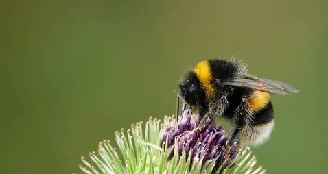 Green Fingers: There is a buzz about bees