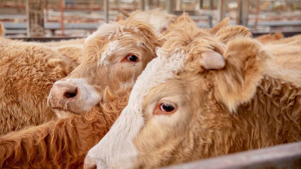 Farming: Latest results from Dungarvan Mart