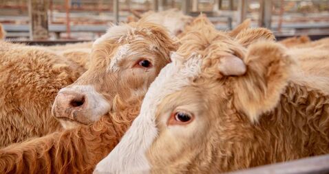 Farming: Latest results from Dungarvan Mart