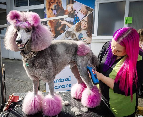 Meeko being groomed by Grainne, at Waterford College of Further Education's 120th year celebration. Photo: Joe Evans Meeko being groomed by Grainne, at Waterford College of Further Education's 120th year celebration. Photo: Joe Evans