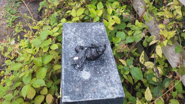<p>Dog fouling incident in West Waterford</p>