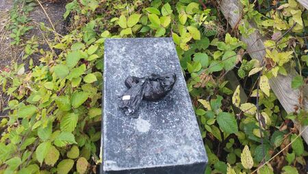 Waterford councillor calls for action following 'unfortunate' dog fouling incident 