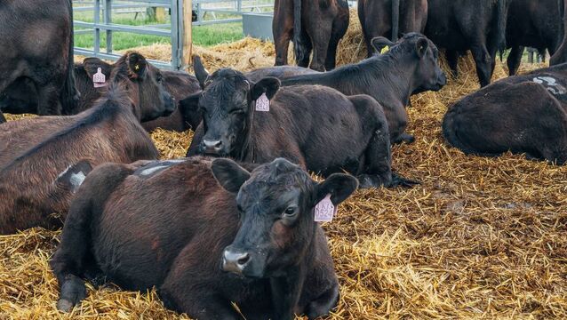 Farming: Cattle prices strengthen as supplies remain tight 