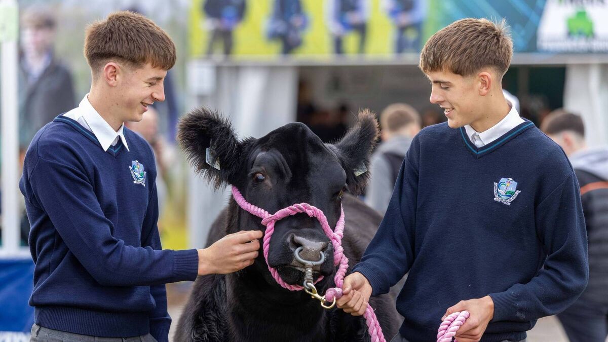 Irish Angus Schools Competition a Ploughing highlight for Waterford boys