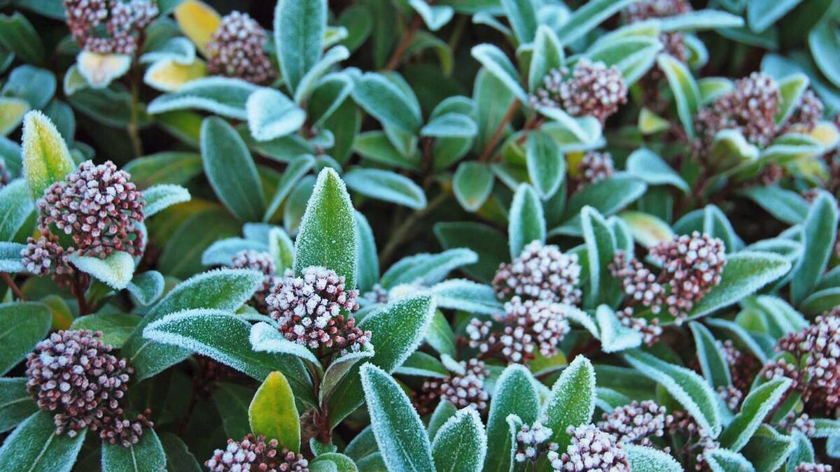 Green Fingers: Winter months are nothing to sniff about