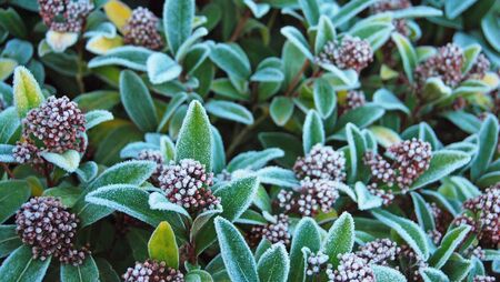 Green Fingers: Winter months are nothing to sniff about