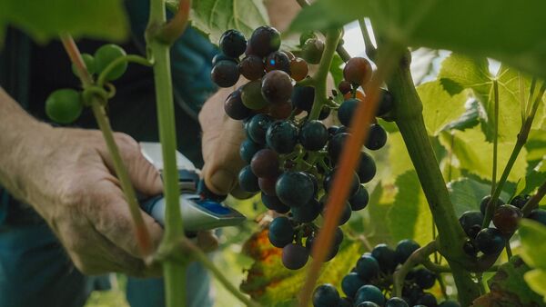 Solaris grapes being harvested at David Dennison's East Waterford Vineyard. Photo: Sarah Dennison Solaris grapes being harvested at David Dennison's East Waterford Vineyard. Photo: Sarah Dennison