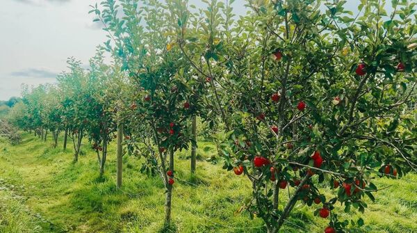 Apples ready to be plucked, milled and pressed into cider. Photo: Sarah Dennison Apples ready to be plucked, milled and pressed into cider. Photo: Sarah Dennison