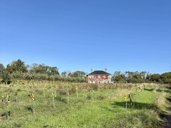 David Dennison's organic vineyard in East Waterford. Photo: Erin Gahan David Dennison's organic vineyard in East Waterford. Photo: Erin Gahan