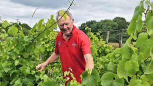 <p>David Dennison at his organic vineyard in East Waterford.</p> <p>David Dennison at his organic vineyard in East Waterford.</p>