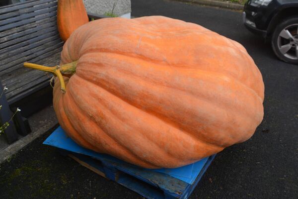 Grown in Kilmacthomas by John Macdonagh, Ireland's largest pumpkin is ready just in time for Halloween. Grown in Kilmacthomas by John Macdonagh, Ireland's largest pumpkin is ready just in time for Halloween.
